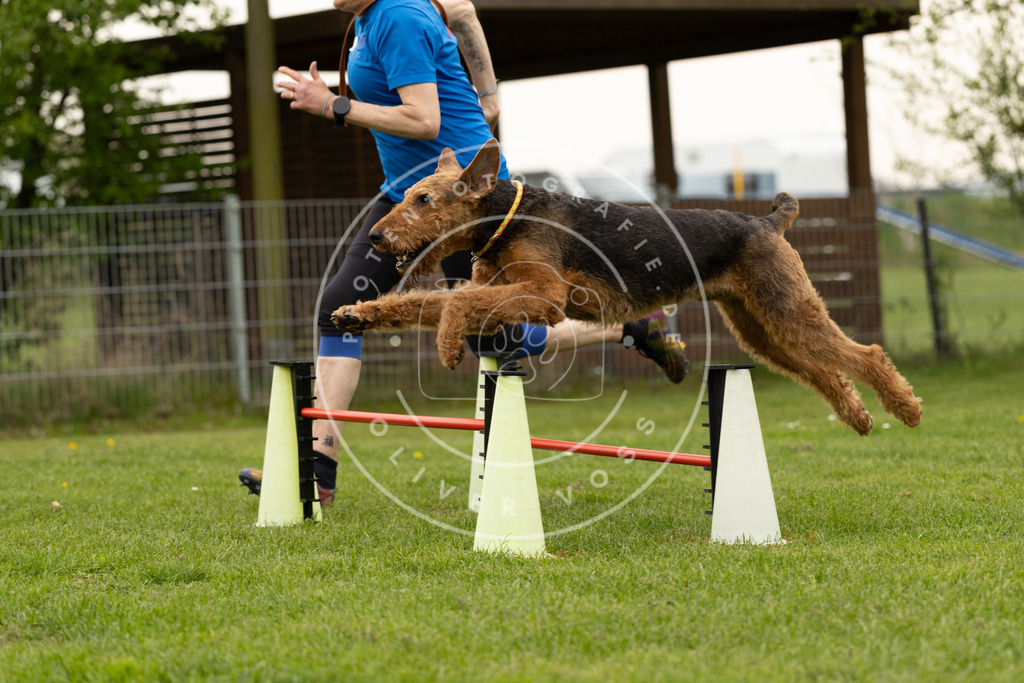 Pfotenfotografie_DV3A9054 | Hundefotografie, Tierfotograf, Pfotenfotografie, Fotoshooting Hund, Hunde Portrait, Hundesport, Hundeportraits, Heideshooting, Hunde, Sportfotograf, Hundefotograf, Turnierhundsport, THS,  - Realisiert mit Pictrs.com