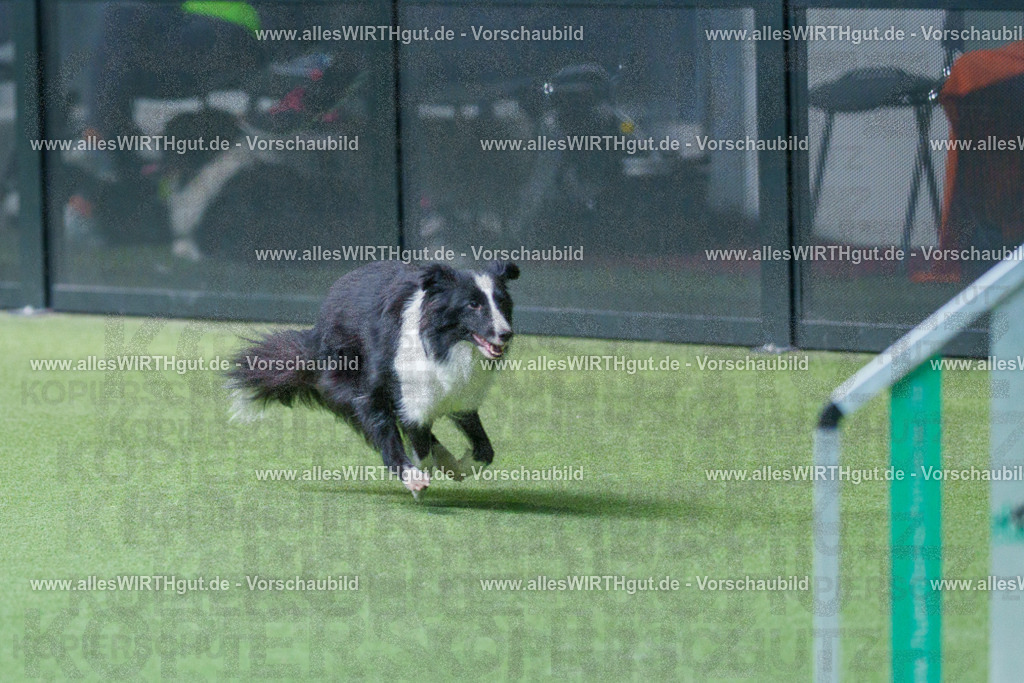 @allesWIRTHgut_Tierfotografie - www.allesWIRTHgut.de - 2604251527-7R505933 | Professionelle Tierfotografie in Mönchengladbach von Daniel Wirth (allesWIRTHgut). Liebevolle & natürliche Bilder von Hunden & Katzen für unvergessliche Erinnerungen.