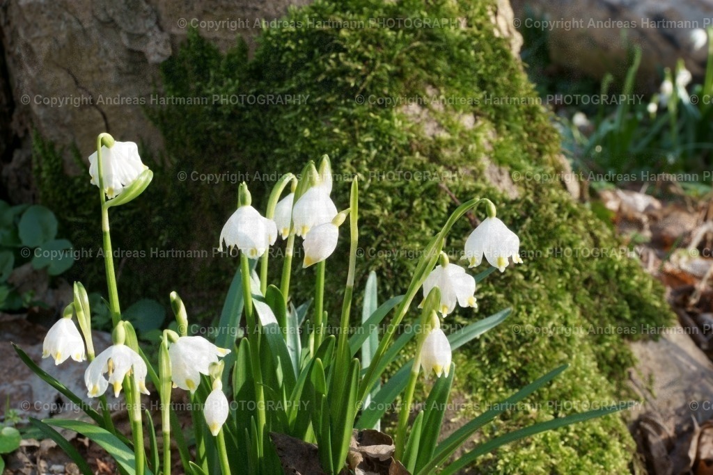 Märzenbecher | Märzenbecher am moosbewachsenem Holzstamm - Realisiert mit Pictrs.com