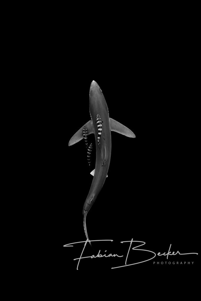 On Patrol | Einzigartige Wandbilder von faszinierenden Unterwasserwelten. Exklusive Kunst für Empfangsbereiche, Wohnraum oder Wartezimmer. - Realisiert mit Pictrs.com