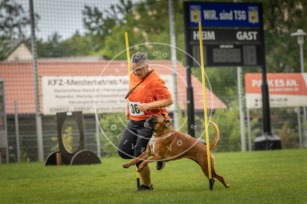 Pfotenfotografie_DV3A2704 | Hundefotografie, Tierfotograf, Pfotenfotografie, Fotoshooting Hund, Hunde Portrait, Hundesport, Hundeportraits, Heideshooting, Hunde, Sportfotograf, Hundefotograf, Turnierhundsport, THS,  - Realisiert mit Pictrs.com