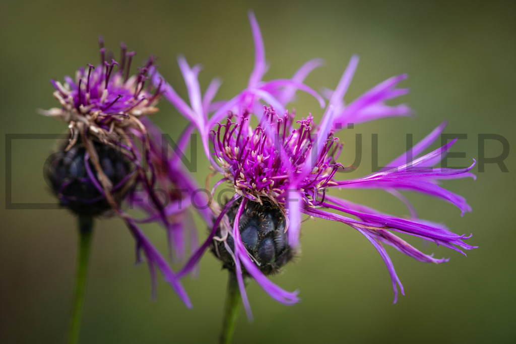 DSC01474 | Tinu Müller Fotografie- Bildershop - Realisiert mit Pictrs.com