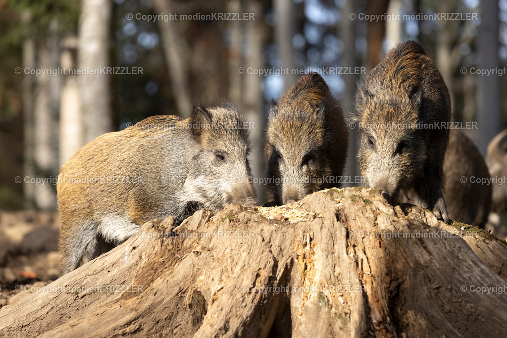 _J3A9155 | medienkrizzler - Realisiert mit Pictrs.com