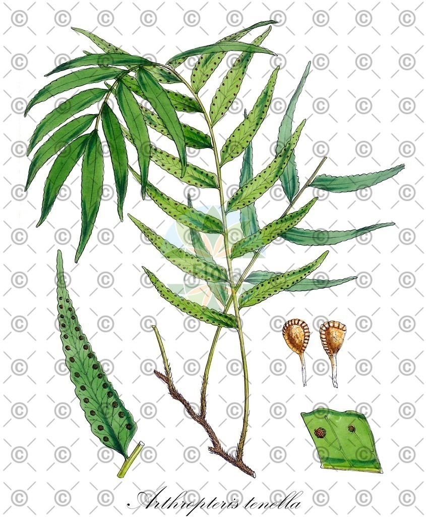 HistAbb_wfo-0000849982_1_ENZY_Simple | Historische Abbildung von Arthropteris tenella - Tectariaceae | Historical Illustration of Arthropteris tenella - Tectariaceae