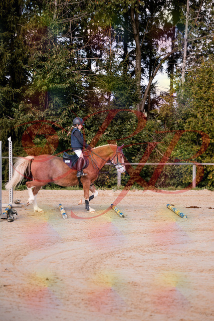 2026_10_03_Siefer-Hof_144417_Z81_17803857 | Professionelle Reitsport-, Turnier- und Eventfotografie von Robert Broda. Galerien mit ausgewählten und bearbeiteten Bildern direkt online ansehen und bestellen.