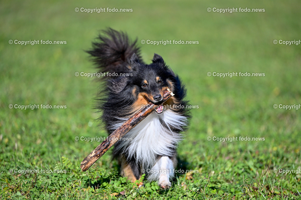 Hund_ Hunde_ Arrigo_ 04.11.2023-16 | 04.11.2023, Linz, AUT, Hund, Hunde, im Bild Hund, Hunde, Arrigo, Sheltie, Shetland Sheepdog, Rasse