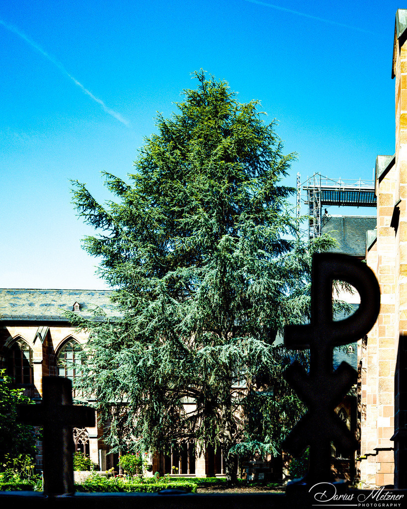 _DSC1519 | Fotografien, Fotos und Bilder aus Mainz, Frankfurt, Wiesbaden und anderen Orten auf der Welt - Fotografiert von Darius Metzner