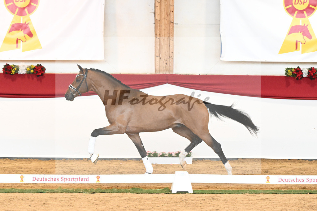 Kat-Nr. 58 Vitalis x Quaterback_Molcan_43230890 | hf-fotografie - Realisiert mit Pictrs.com