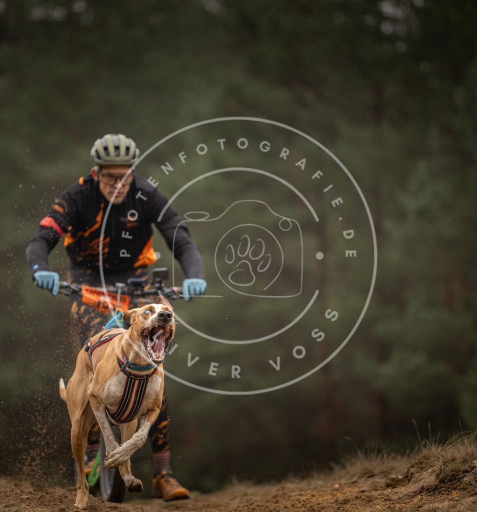 Pfotenfotografie_DV3A4203 | Hundefotografie, Tierfotograf, Pfotenfotografie, Fotoshooting Hund, Hunde Portrait, Hundesport, Hundeportraits, Heideshooting, Hunde, Sportfotograf, Hundefotograf, Turnierhundsport, THS,  - Realisiert mit Pictrs.com