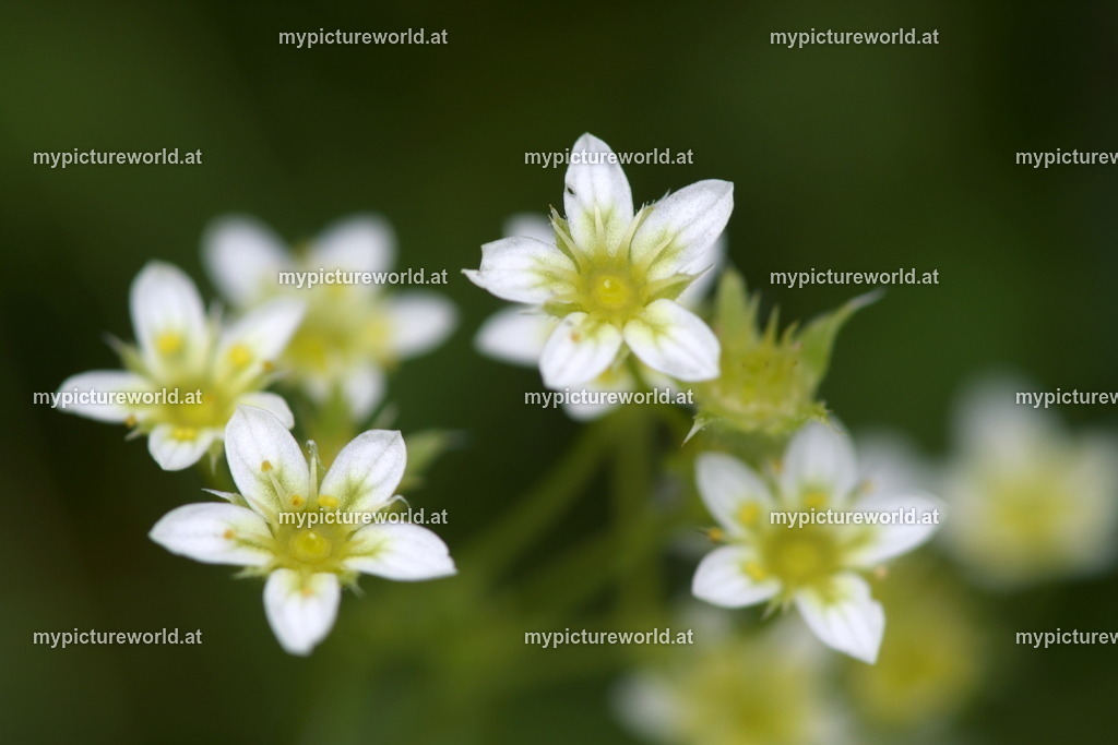 Rispen-Steinbrech-003 | Das Bilderarchiv über Tiere, Planzen und Landschaften. In der Bilddatenbank finden Sie ein große Auswahl an hochwertigen Bilder für Ihre Werbung - Realized with Pictrs.com