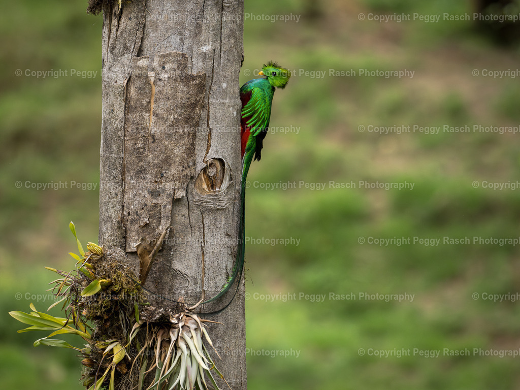 Quetzal  (8) | PeggyRaschPhotography - Realisiert mit Pictrs.com