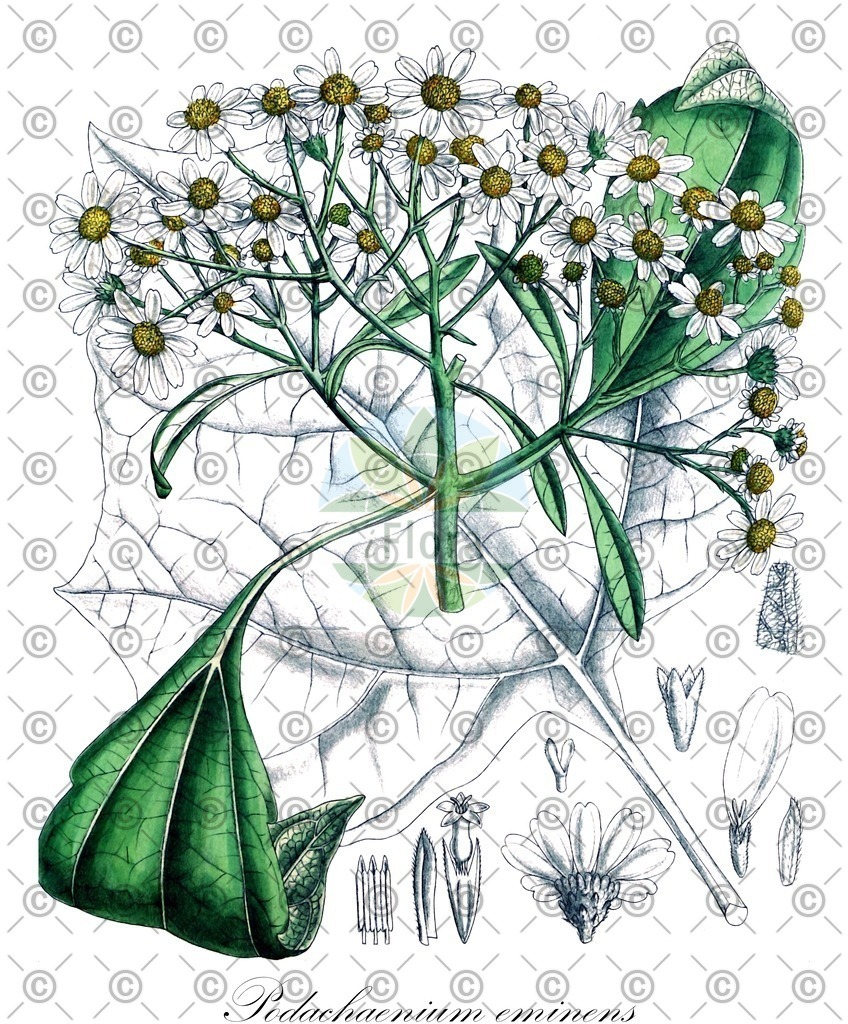 HistAbb_wfo-0000894316_1_ENZY_Simple | Historische Abbildung von Podachaenium eminens - Asteraceae | Historical Illustration of Podachaenium eminens - Asteraceae