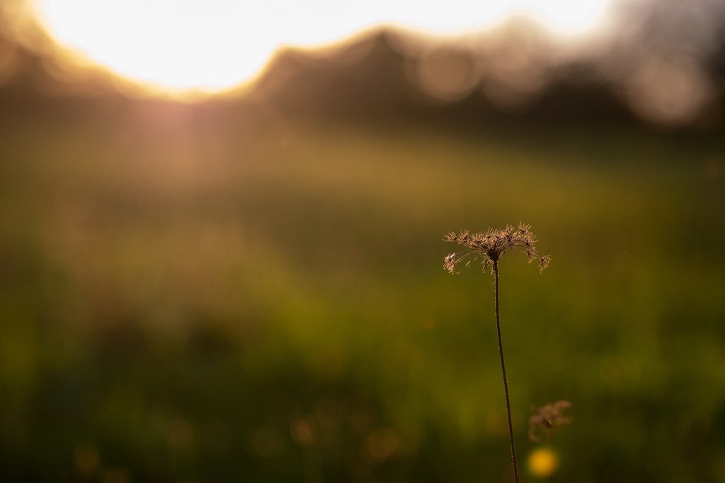 IMG_4795 | ehrlichefotos - Realisiert mit Pictrs.com