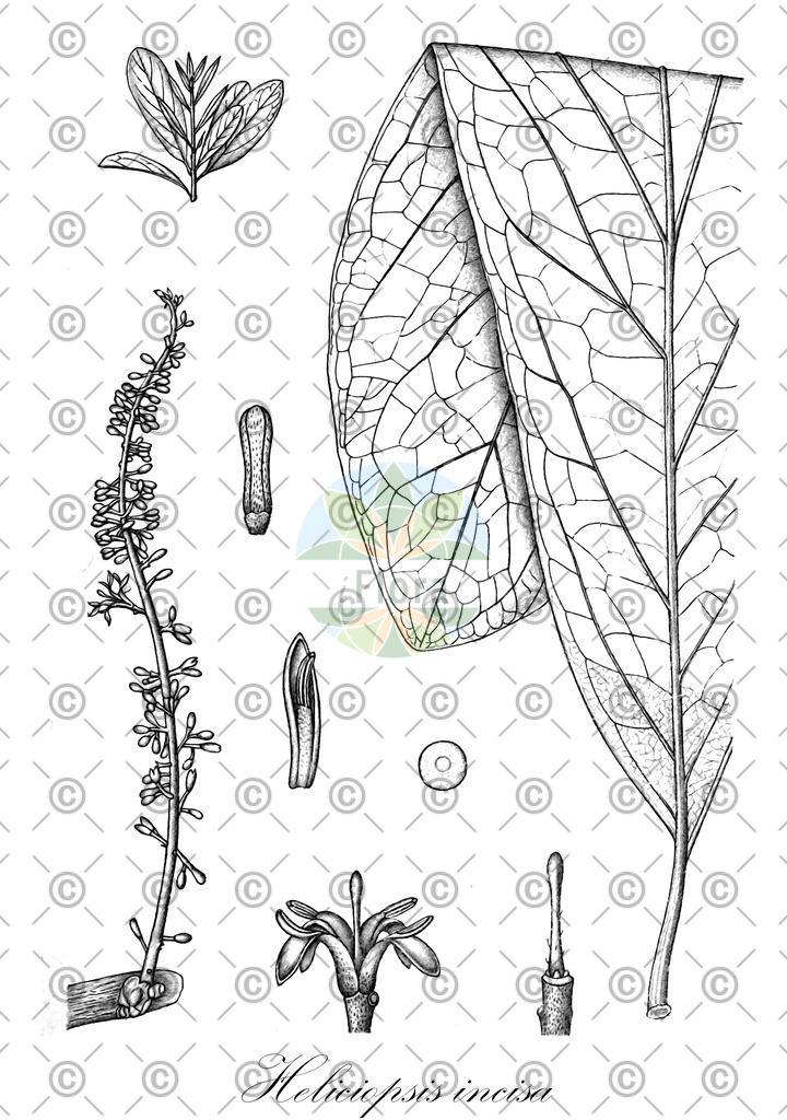 HistAbb_EMP_24156_1_SIMPLE | Historische Abbildung von Heliciopsis incisa - Proteaceae | Historical Illustration of Heliciopsis incisa - Proteaceae