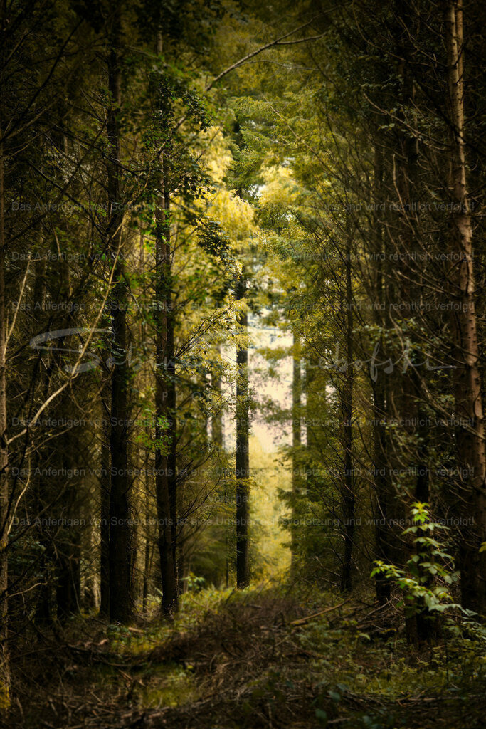 Wandbild Wald | People- und Tierfotografie, Imageaufnahmen, Veranstaltungsfotografie und Wandbilder aus der Natur ★ Made in Germany ✔️ Druck + Downloads ✔️ Naturfotografie in Top Qualität ★ schneller Versand, weltweite Lieferung! - Realisiert mit Pictrs.com