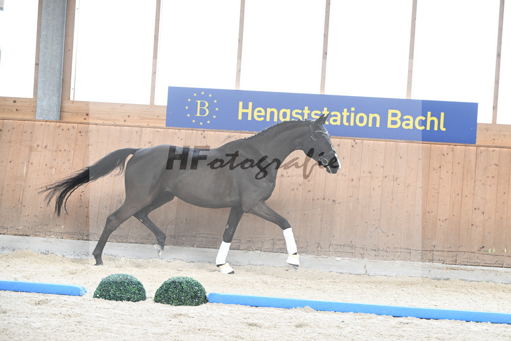 Kat-Nr. 95 Sansaro v. Sir Donnerhall_Hoffmann_7241683 | hf-fotografie - Realisiert mit Pictrs.com