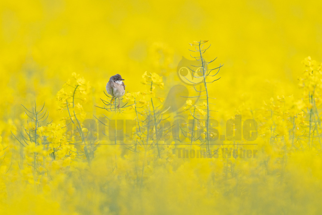 R6M35539_20260507 | Eine kleine Gartengrasmücke (Sylvia communis) sitzt auf einem vertikalen Stängel inmitten eines weitläufigen, leuchtend gelben Rapsfeldes. Der Vogel hat einen grauen Kopf, einen bräunlichen Rücken und helle Unterseiten. Die Umgebung ist unscharf, was den Fokus auf den Vogel und die intensive gelbe Farbe des Rapsfeldes lenkt. - Realisiert mit Pictrs.com