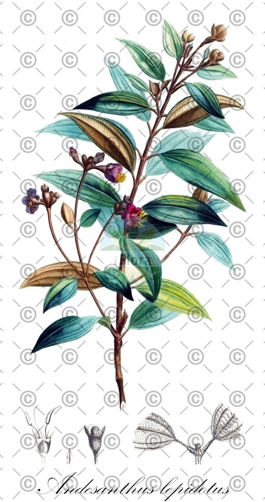 HistAbb_wfo-1000020440_1_ENZY_Simple | Historische Abbildung von Andesanthus lepidotus - Melastomataceae | Historical Illustration of Andesanthus lepidotus - Melastomataceae