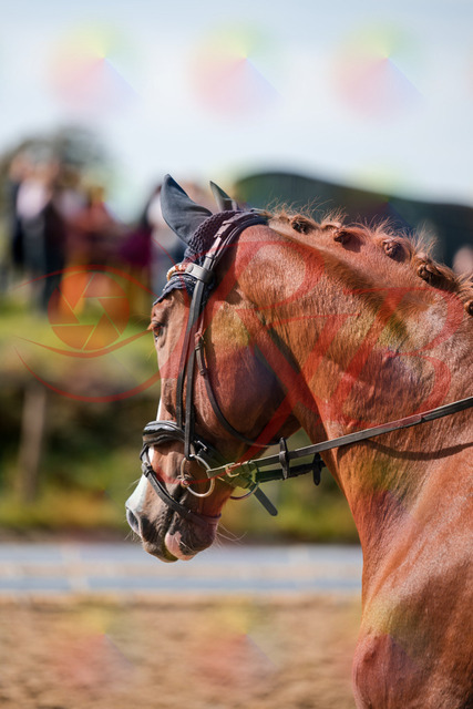 2026_10_03_Siefer-Hof_123700_Z63_54777677 | Professionelle Reitsport-, Turnier- und Eventfotografie von Robert Broda. Galerien mit ausgewählten und bearbeiteten Bildern direkt online ansehen und bestellen.