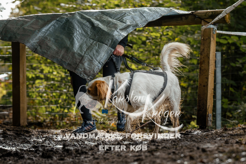 1454DZ6_3784Z6 | kk-dogfotos