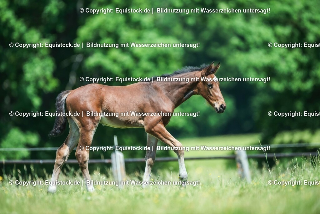 20210617_Fohlen_0264 | Foto: Thomas Hartig