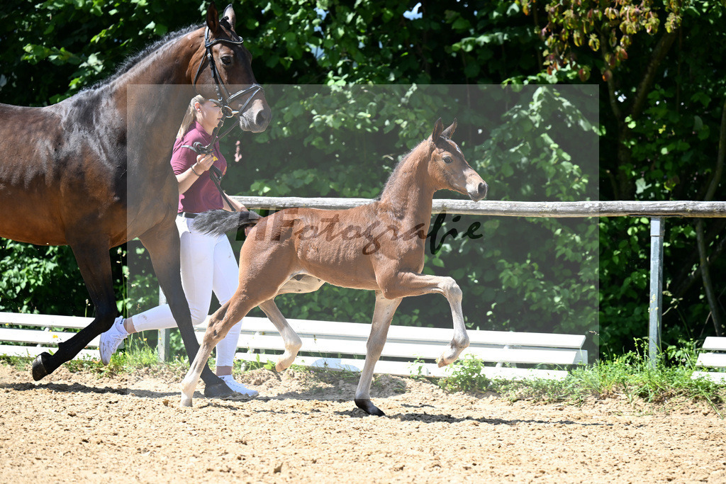 Kat-Nr. 15 Vjento x Dantano_HF_Wiedemann_16250399 | hf-fotografie - Realizzato con Pictrs.com