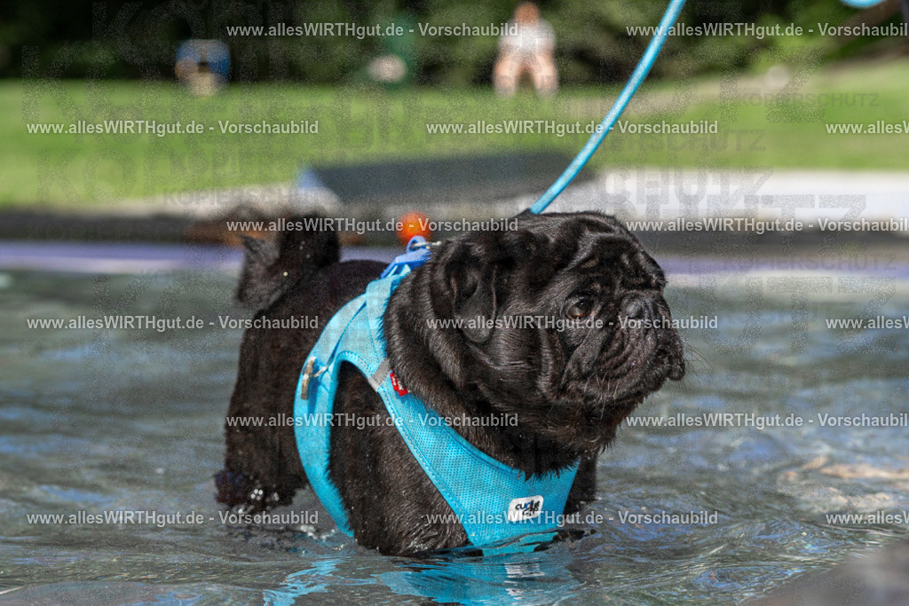 Hundeschwimmen_Volksbad_2026-allesWIRTHgut_Tierfotografie-2609061412-FAY06921 | Professionelle Tierfotografie in Mönchengladbach von Daniel Wirth (allesWIRTHgut). Liebevolle & natürliche Bilder von Hunden & Katzen für unvergessliche Erinnerungen.