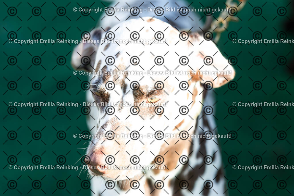 CL5A0954 | Emilia Reinking Fotografie - Realisiert mit Pictrs.com