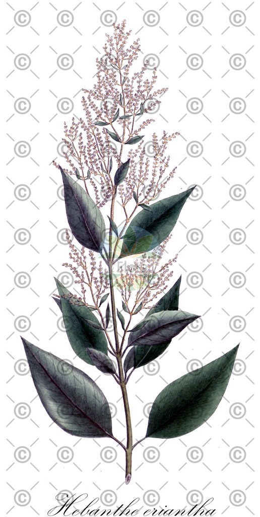 HistAbb_wfo-0000085544_1_ENZY_Simple | Historische Abbildung von Hebanthe eriantha - Amaranthaceae | Historical Illustration of Hebanthe eriantha - Amaranthaceae