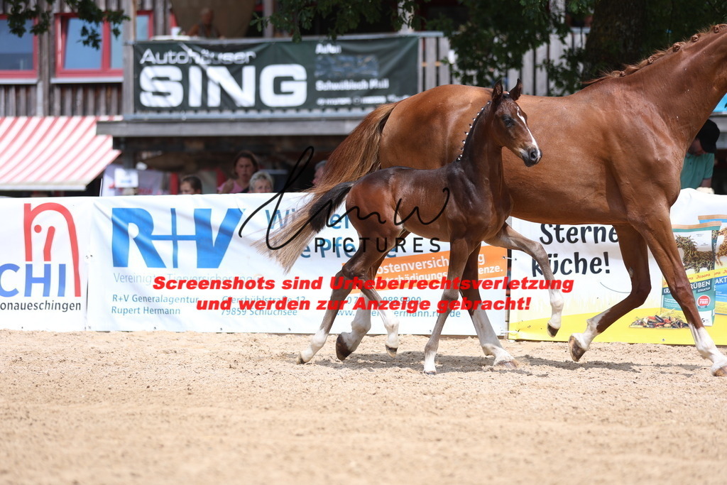 Fohlenschau_Schwäbisch_Hall_dressurbetonte_Fohlen_KN 15_3 | lmwpictures - Realisiert mit Pictrs.com