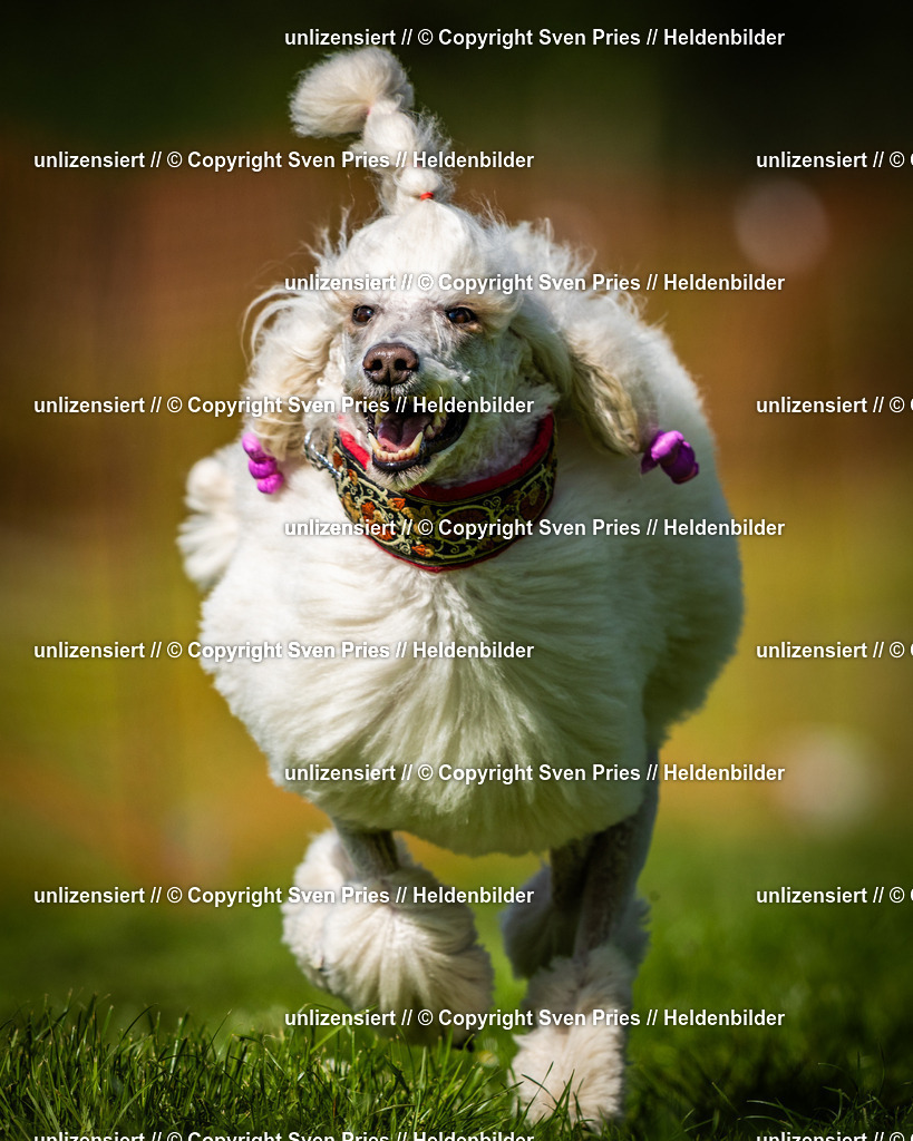 Sven Pries | 2025-04-13 - Hunderennen Baden-Baden - Realisiert mit Pictrs.com