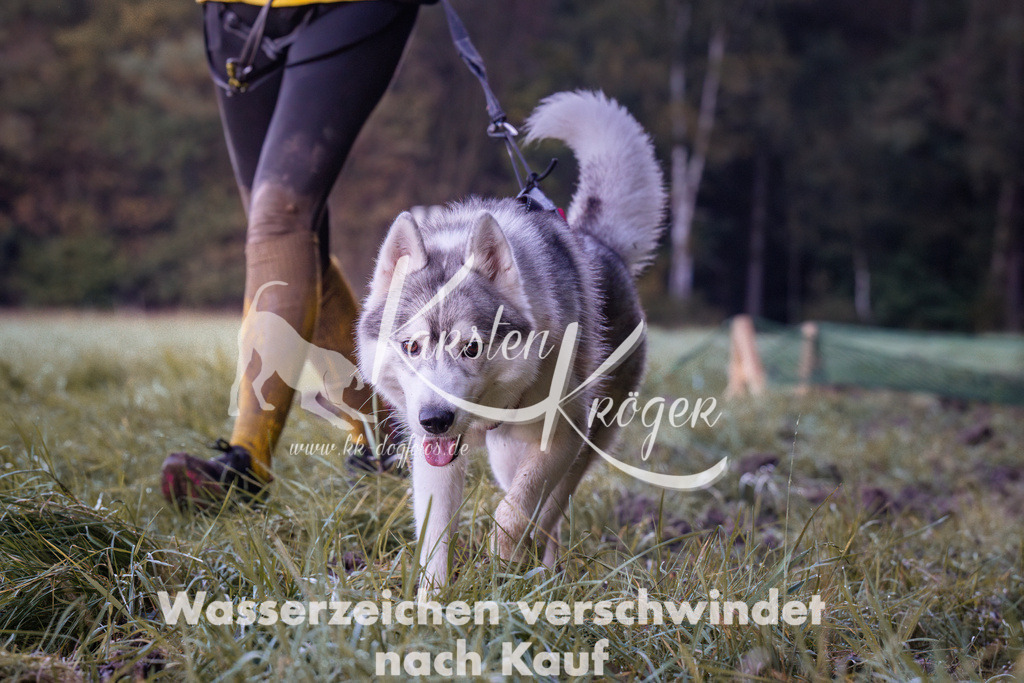 0841_ZZ90681 | kk-dogfotos