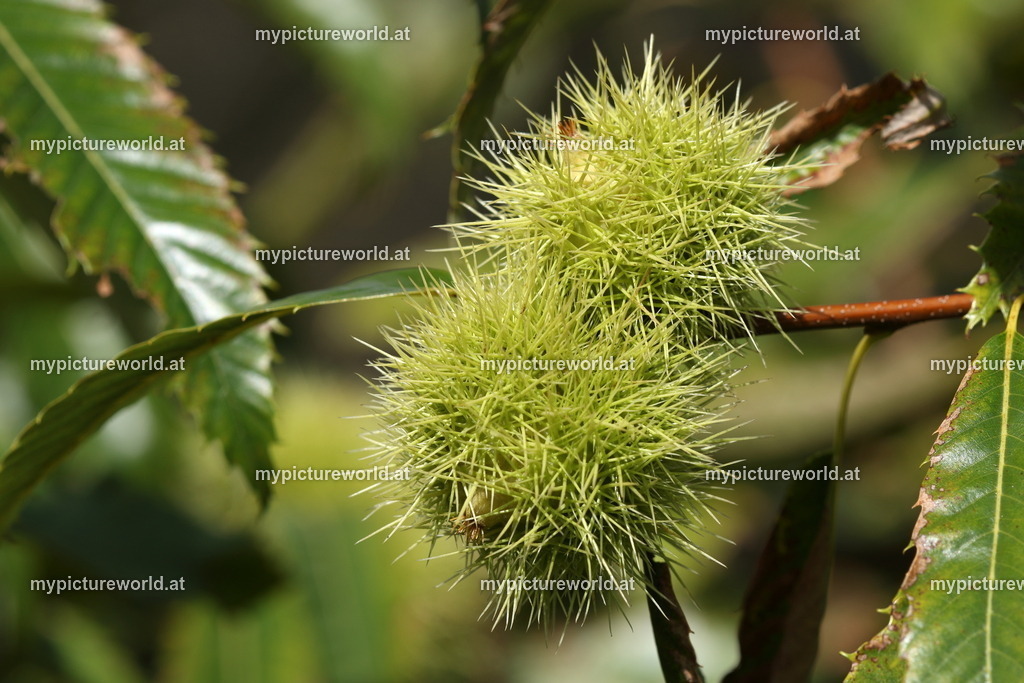 Edelkastanie-004 | Das Bilderarchiv über Tiere, Planzen und Landschaften. In der Bilddatenbank finden Sie ein große Auswahl an hochwertigen Bilder für Ihre Werbung - Realisiert mit Pictrs.com
