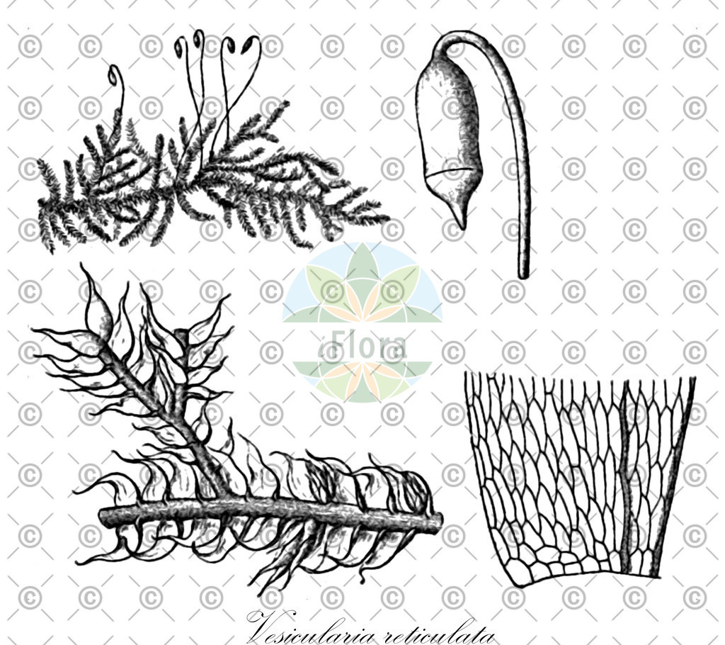 HistAbb_wfo-0001032716_1_ENZY_Simple | Historische Abbildung von Vesicularia reticulata - Hypnaceae | Historical Illustration of Vesicularia reticulata - Hypnaceae