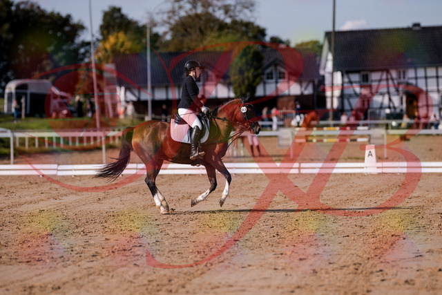 2026_10_03_Siefer-Hof_115618_Z81_96851827 | Professionelle Reitsport-, Turnier- und Eventfotografie von Robert Broda. Galerien mit ausgewählten und bearbeiteten Bildern direkt online ansehen und bestellen.