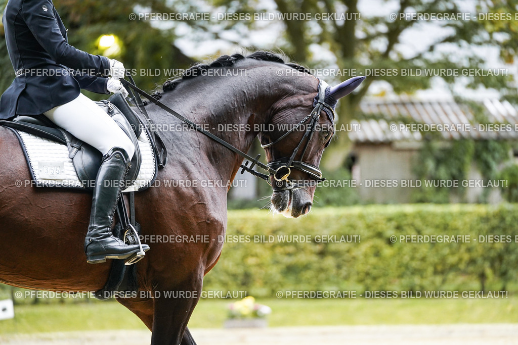 DSC01759 | Pferdegrafie