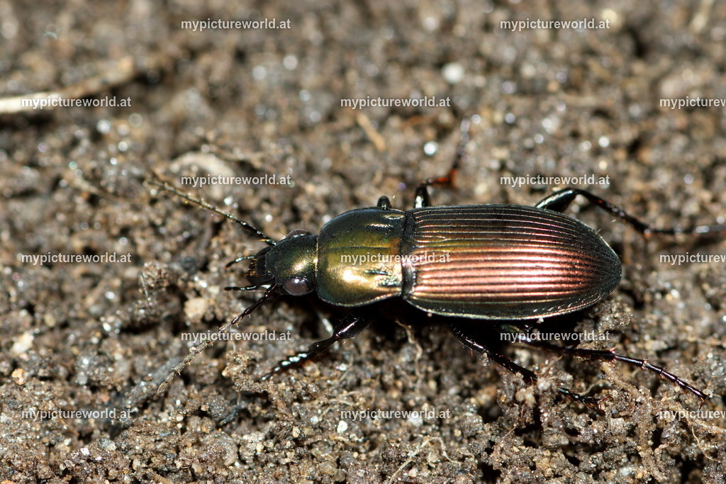 Poecilus versicolor-001 | Das Bilderarchiv über Tiere, Planzen und Landschaften. In der Bilddatenbank finden Sie ein große Auswahl an hochwertigen Bilder für Ihre Werbung - Realisiert mit Pictrs.com