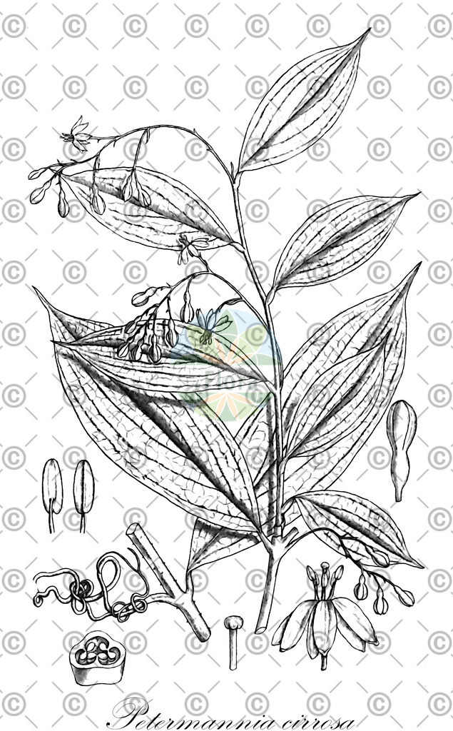 HistAbb_wfo-0000481950_1_ENZY_Simple | Historische Abbildung von Petermannia cirrosa - Petermanniaceae | Historical Illustration of Petermannia cirrosa - Petermanniaceae