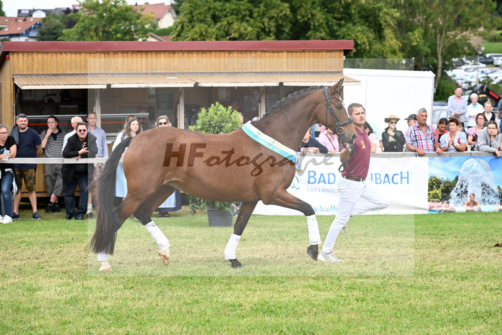 Stute des Jahres Passion v. Belissimo M_Wadenspanner_30251462 | hf-fotografie - Realisiert mit Pictrs.com