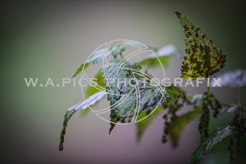 ..... | LEONDING,AUSTRIA,8.November 25, Kürnberglauf 2025  , Image shows: Photo: WAPICS / Andreas Willdoner
