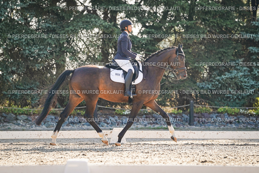 DSC08577 | Pferdegrafie