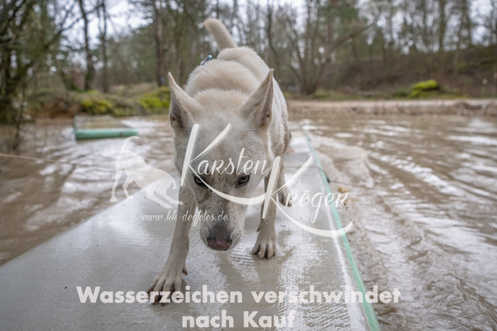 0922_ZZ90814-Bearbeitet | kk-dogfotos