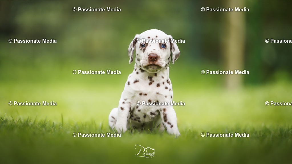 DSC04924 | Passionate Media, dein Fotograf aus Brandenburg, Märkisch Oderland, im Bereich Motorsport, Autos und Motorräder sowie Events und auch Hunde. Shootings oder auch Eventbegleitungen können bei mir gebucht we