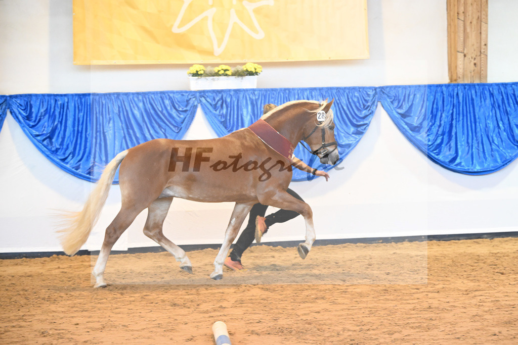 Kat-Nr. 28 Napoleon v. Nakuri_Lechner_60221651 | hf-fotografie - Realisiert mit Pictrs.com
