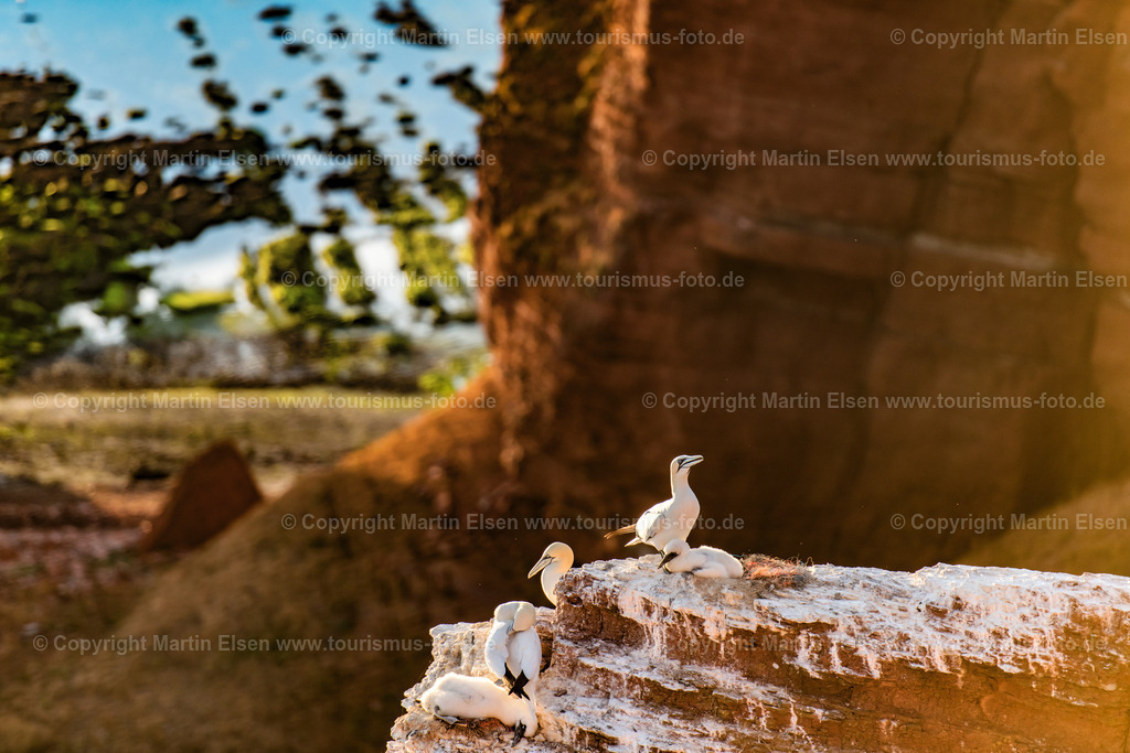 Helgoland Bastölpel_ELS_7375030818 | Helgoland - Aufnahmedatum: 01.08.2018, Aufnahmehöhe:  m, Koordinaten:  - , Bildgröße: 8256 x  5504 Pixel - Copyright 2018 by Martin Elsen, Kontakt: Tel.: +49 157 74581206, E-Mail: info@schoenes-foto.deSchlagwörter:Schleswig-Holstein,Landkreis Pinneberg,Düne,Hochseeinsel,Börteboote,Meer,Küste,Halunder,Oberland,Unterland,Strand,Seehunde,Robben,Lange Anna,Felsen,Roter Felsen,Luftbild,Luftbilder,Bastölpel - Realisiert mit Pictrs.com