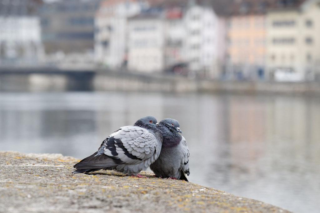 Tauben | Simone Sonderegger Photography