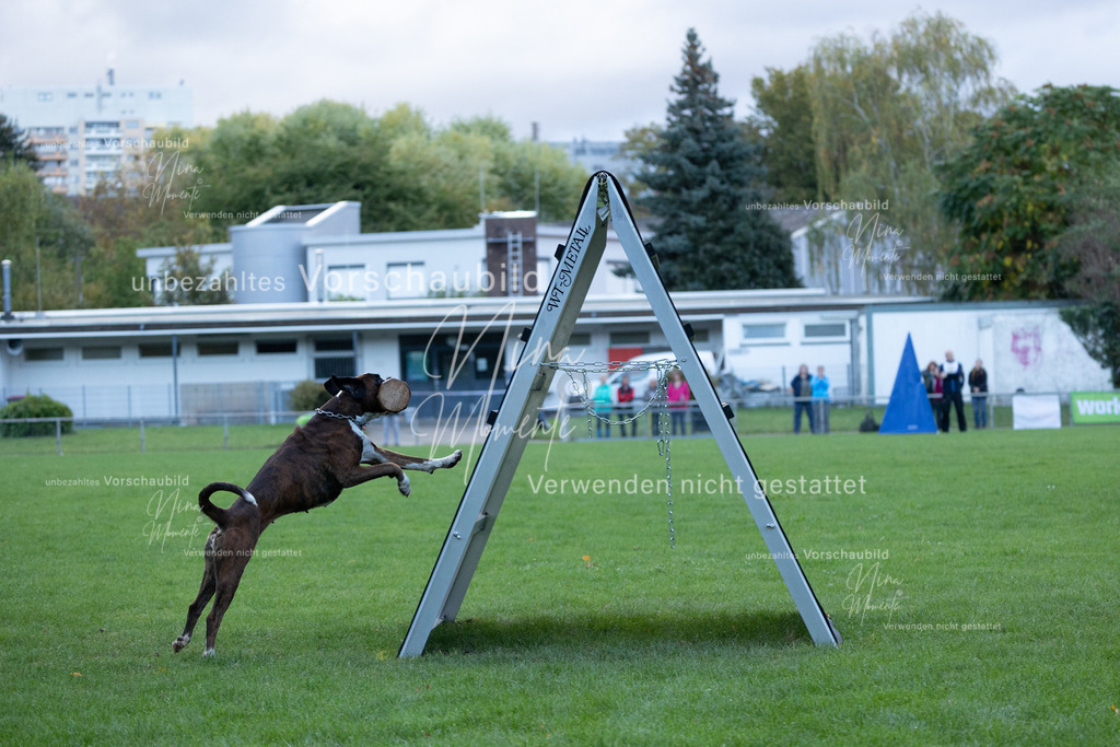 _16A4606 | Einzigartige Fotos von Hunden & Menschen –Actionfotos, Portraits, Vereinsaufnahmen & Paarshootings – authentisch, lebendig & mit Herz.
