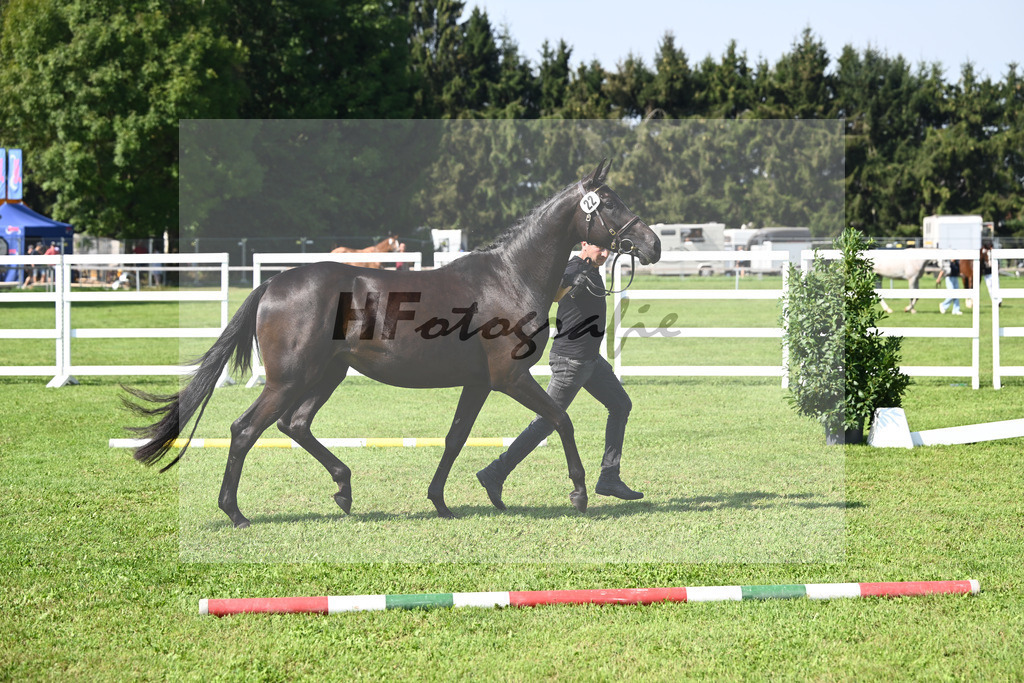 Kat-Nr. 22 Real Surprise_Bray_34240508 | hf-fotografie - Realisiert mit Pictrs.com