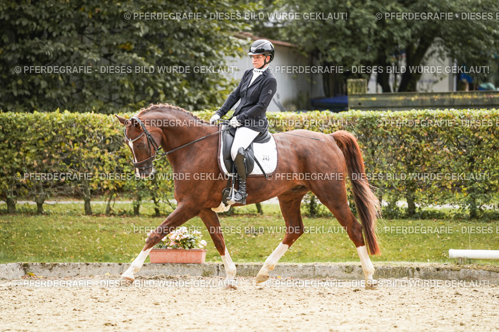 DSC01551 | Pferdegrafie