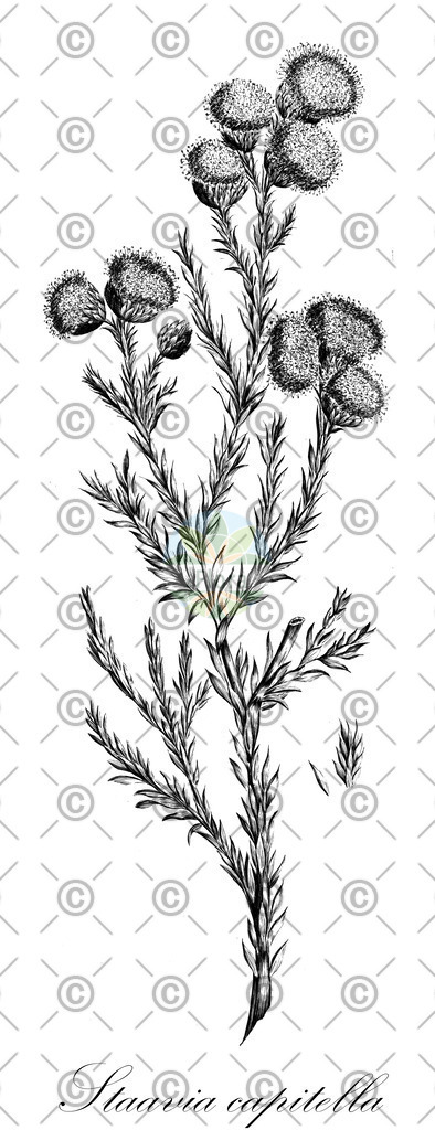 HistAbb_wfo-0000439169_2_ENZY_Simple | Historische Abbildung von Staavia capitella - Bruniaceae | Historical Illustration of Staavia capitella - Bruniaceae